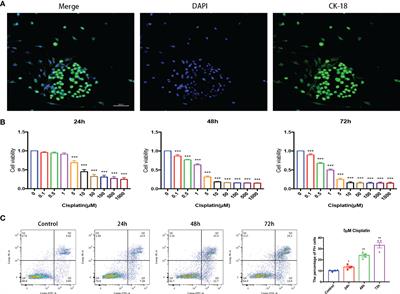 Cochlear Marginal Cell Pyroptosis Is Induced by Cisplatin via NLRP3 Inflammasome Activation